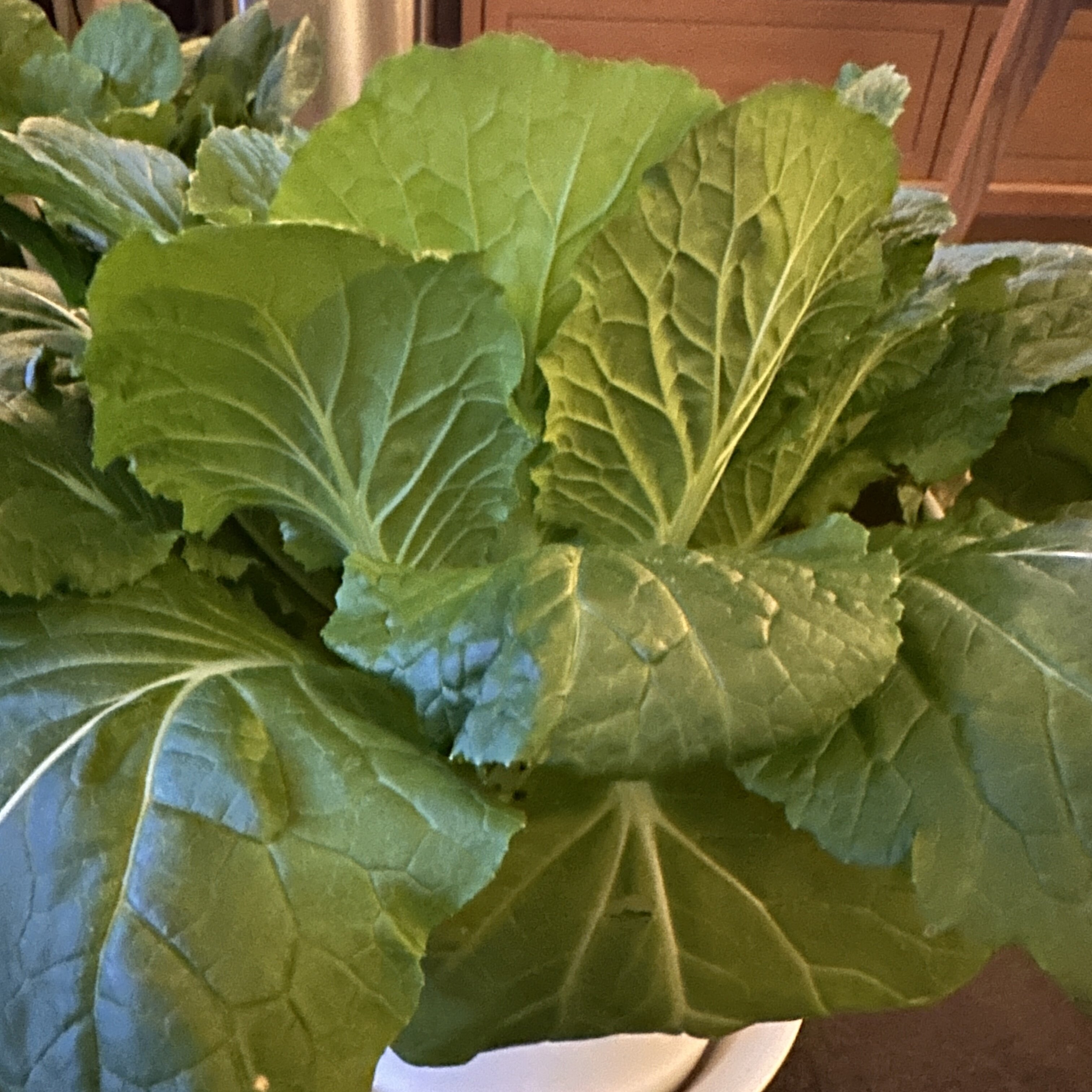 https://www.ige.tohoku.ac.jp/prg/watanabe/as-vegetable2024/2025/01/a87442406b94cbc3df2dd604c81d8c3c713425bc.jpg