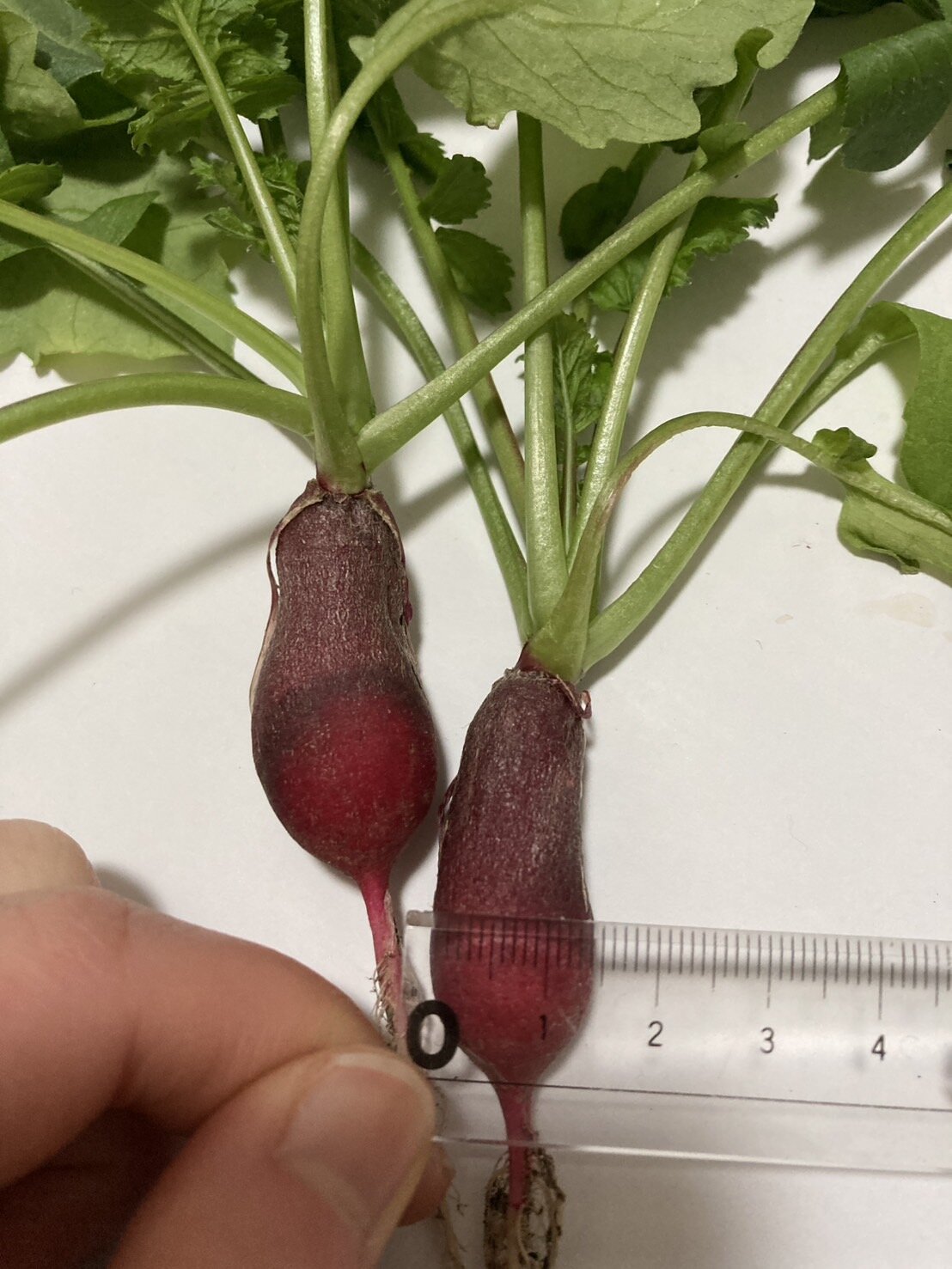 https://www.ige.tohoku.ac.jp/prg/watanabe/as-vegetable2024/2025/01/afbdc1d2d9aaa3a69b8ffc98111b721ac9f6cd38.jpg