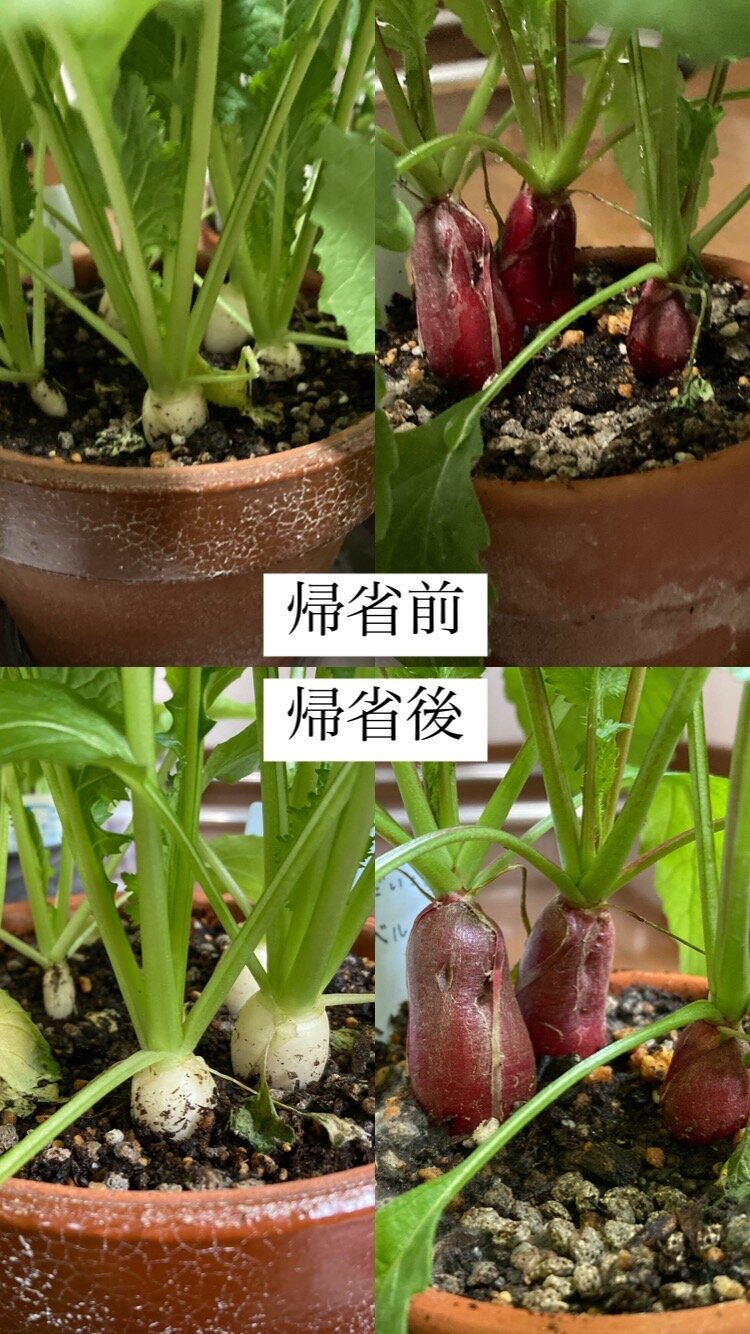 https://www.ige.tohoku.ac.jp/prg/watanabe/as-vegetable2024/2025/01/beforeafter.jpg
