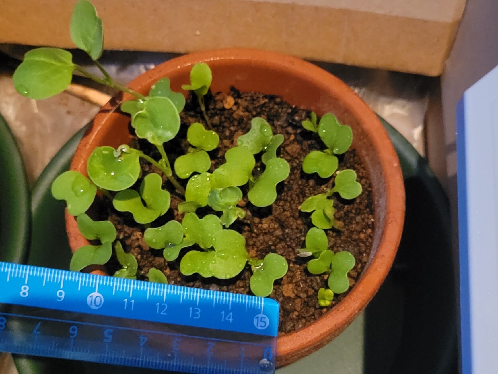 https://www.ige.tohoku.ac.jp/prg/watanabe/as-vegetable2024/2025/01/c7d8520a3e25c1768ffed0c98758ecca387541d6.jpg