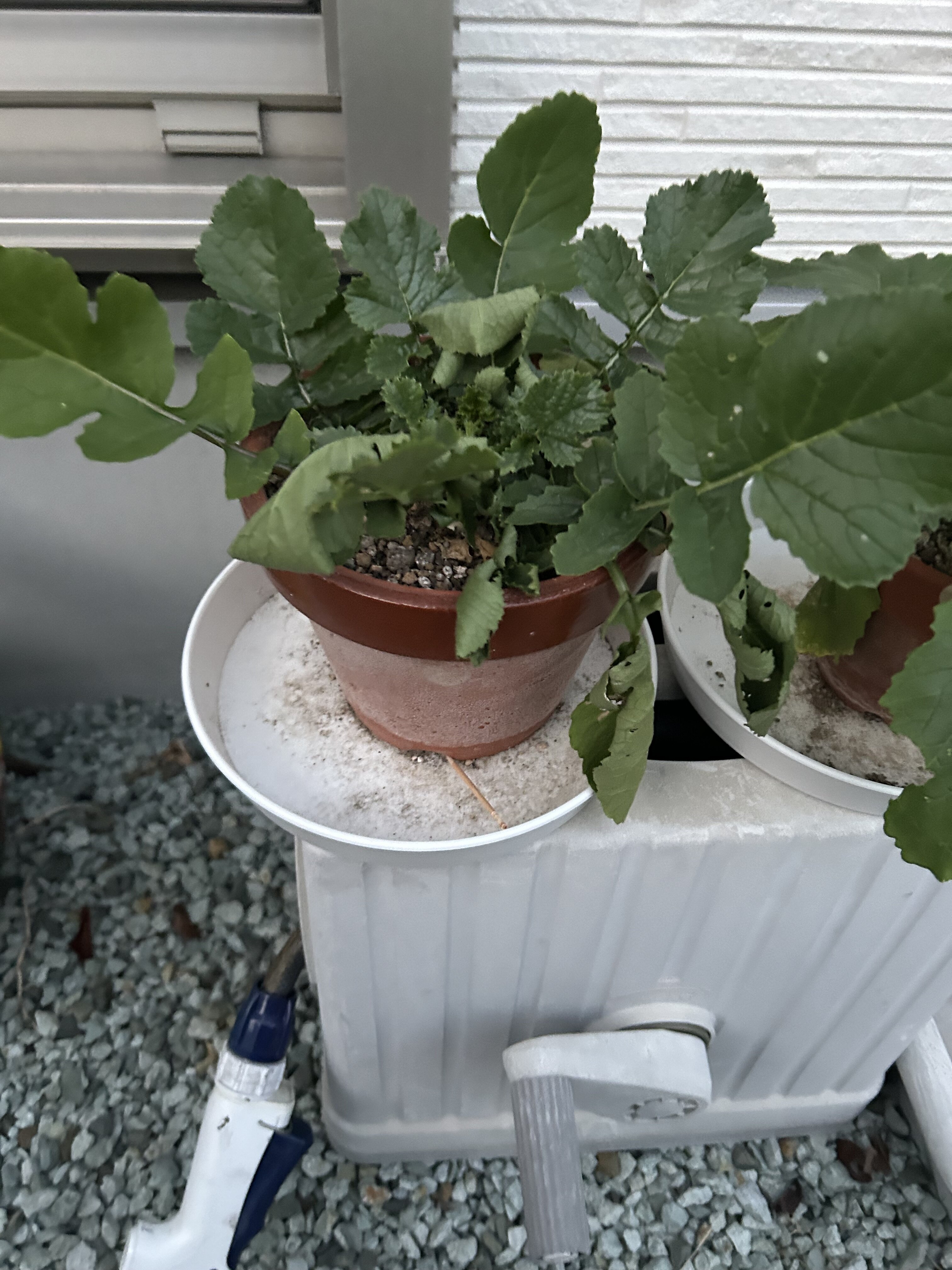 https://www.ige.tohoku.ac.jp/prg/watanabe/as-vegetable2024/2025/01/e33e55f46229055ea8ada32945a85f3a599c22fa.jpg