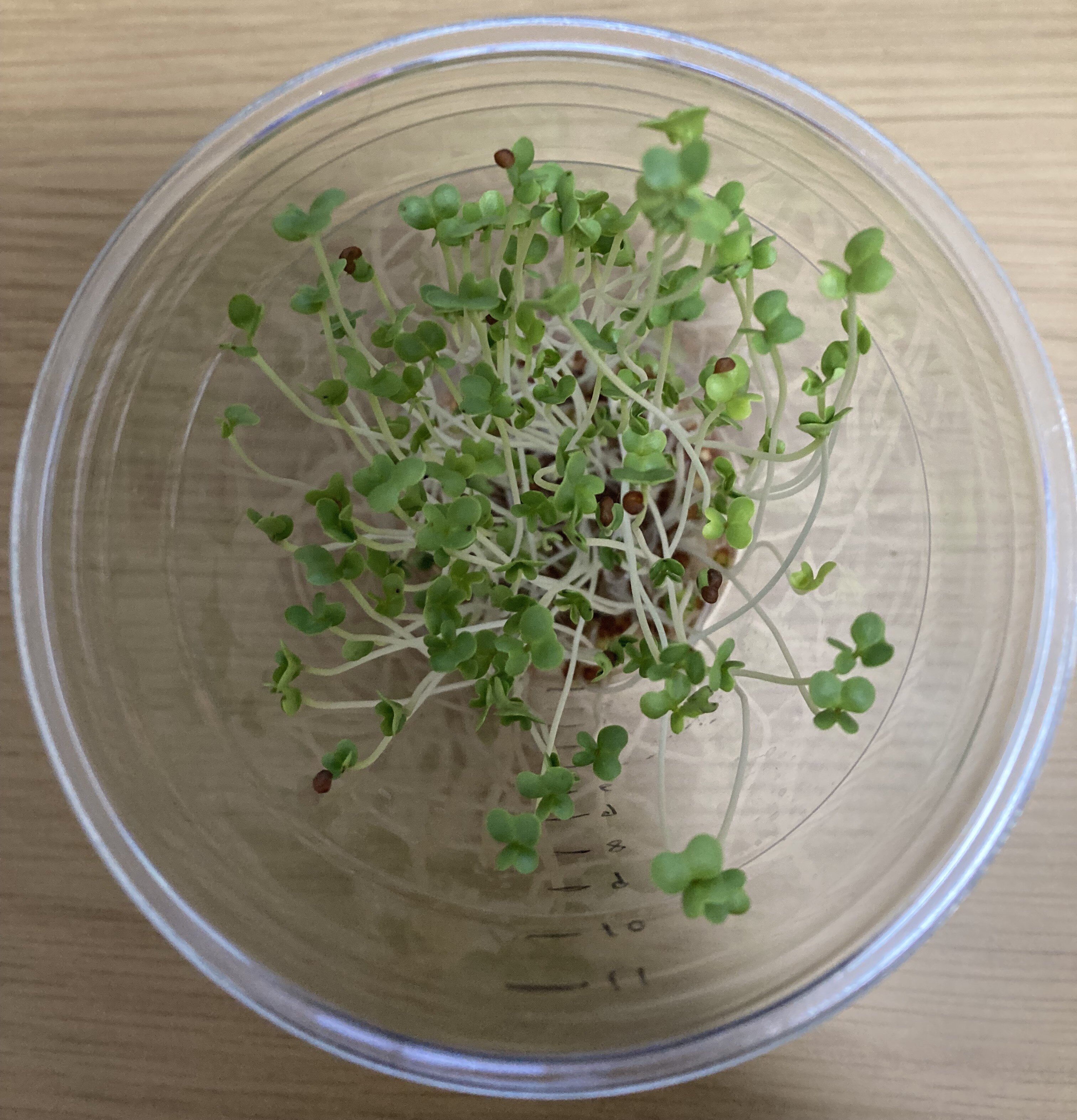 https://www.ige.tohoku.ac.jp/prg/watanabe/as-vegetable2024/2025/01/e85d100926f852927b5b73dd2b38120231f6744a.jpg