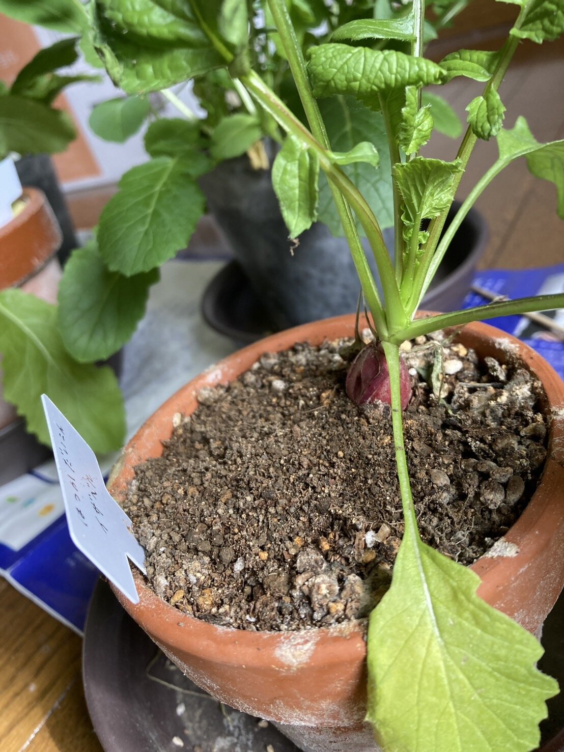 https://www.ige.tohoku.ac.jp/prg/watanabe/as-vegetable2024/2025/01/f5b6dcc94a2e3ff3124c3da66304376d46686ba9.jpg
