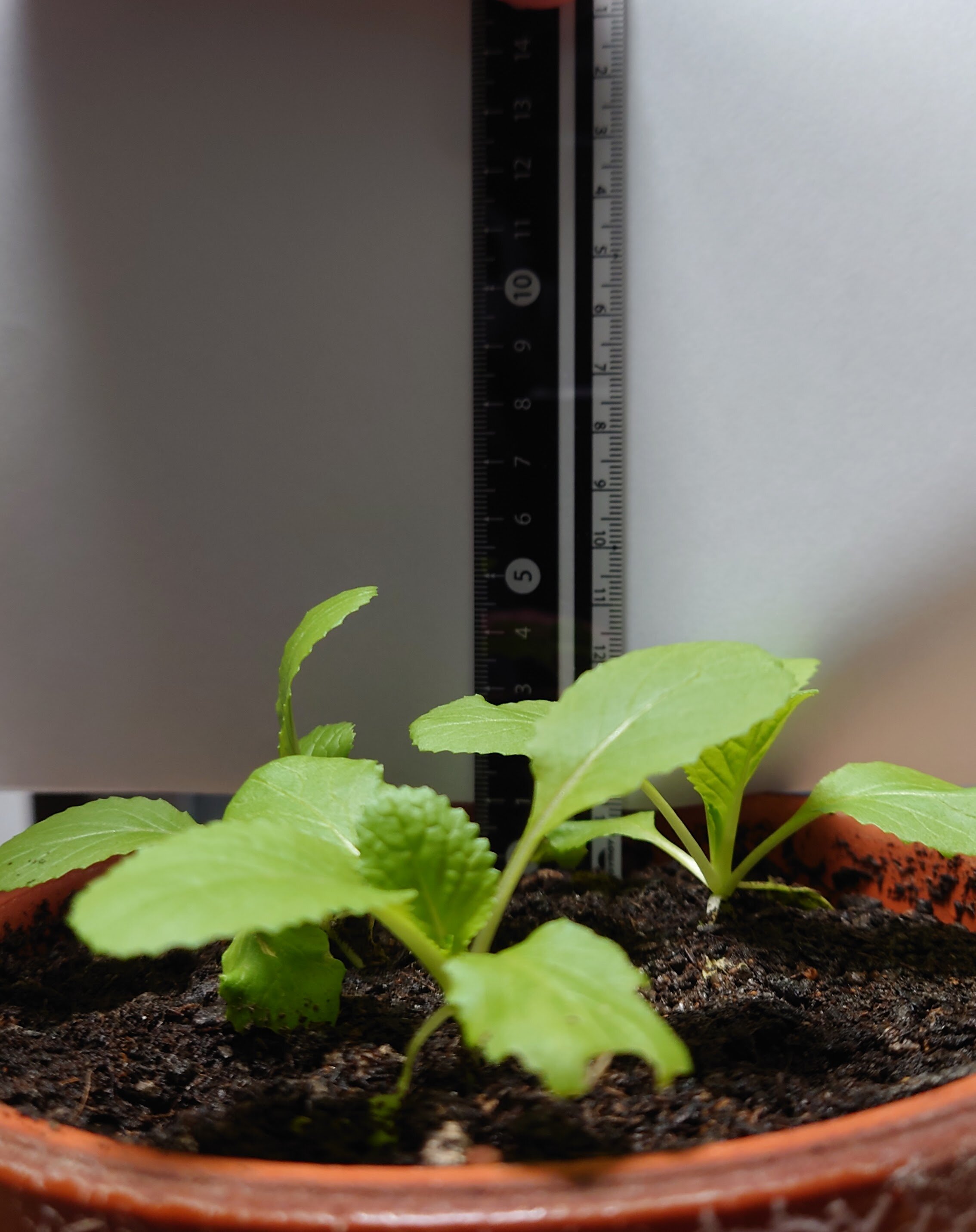 https://www.ige.tohoku.ac.jp/prg/watanabe/as-vegetable2024/2025/01/image%20%285%29.jpg