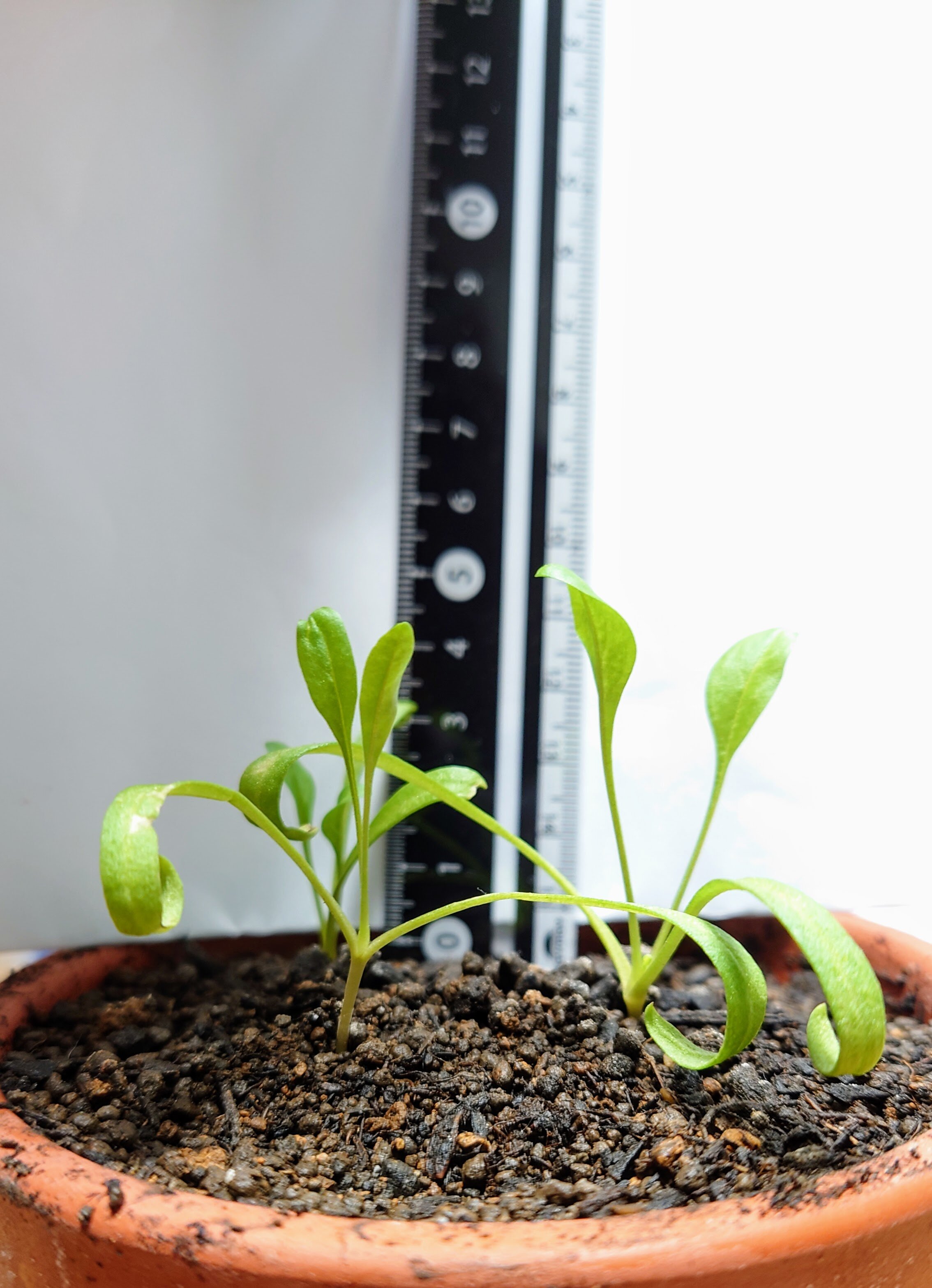 https://www.ige.tohoku.ac.jp/prg/watanabe/as-vegetable2024/2025/01/image%20%286%29.jpg
