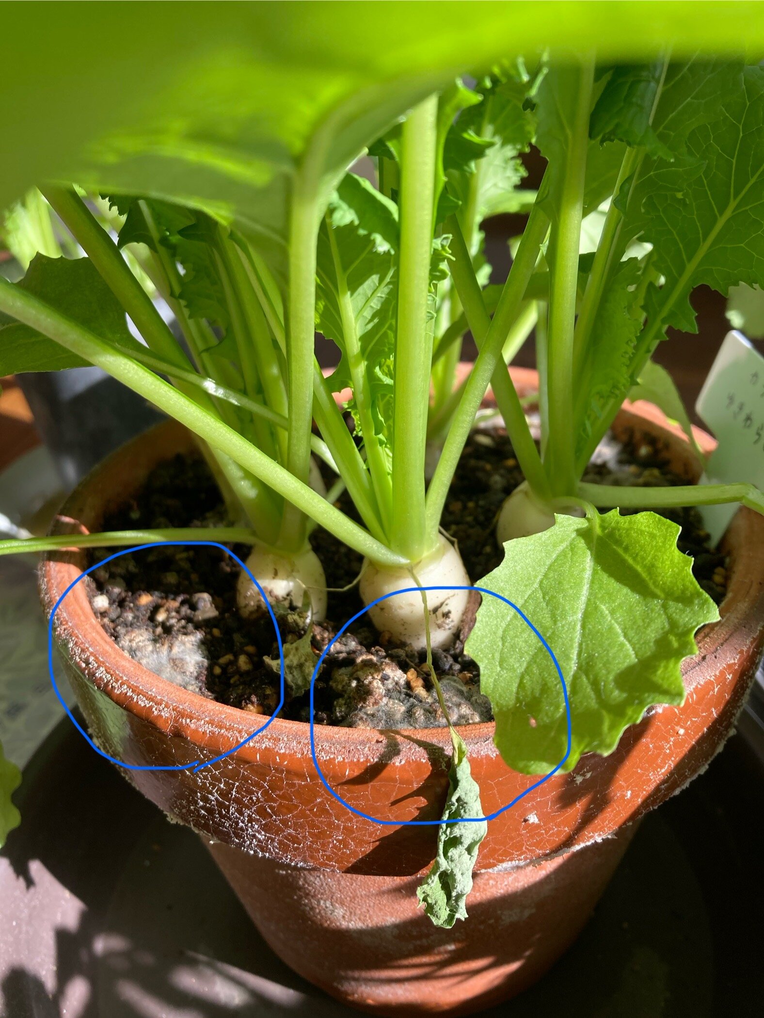 https://www.ige.tohoku.ac.jp/prg/watanabe/as-vegetable2024/2025/01/kabi.jpg