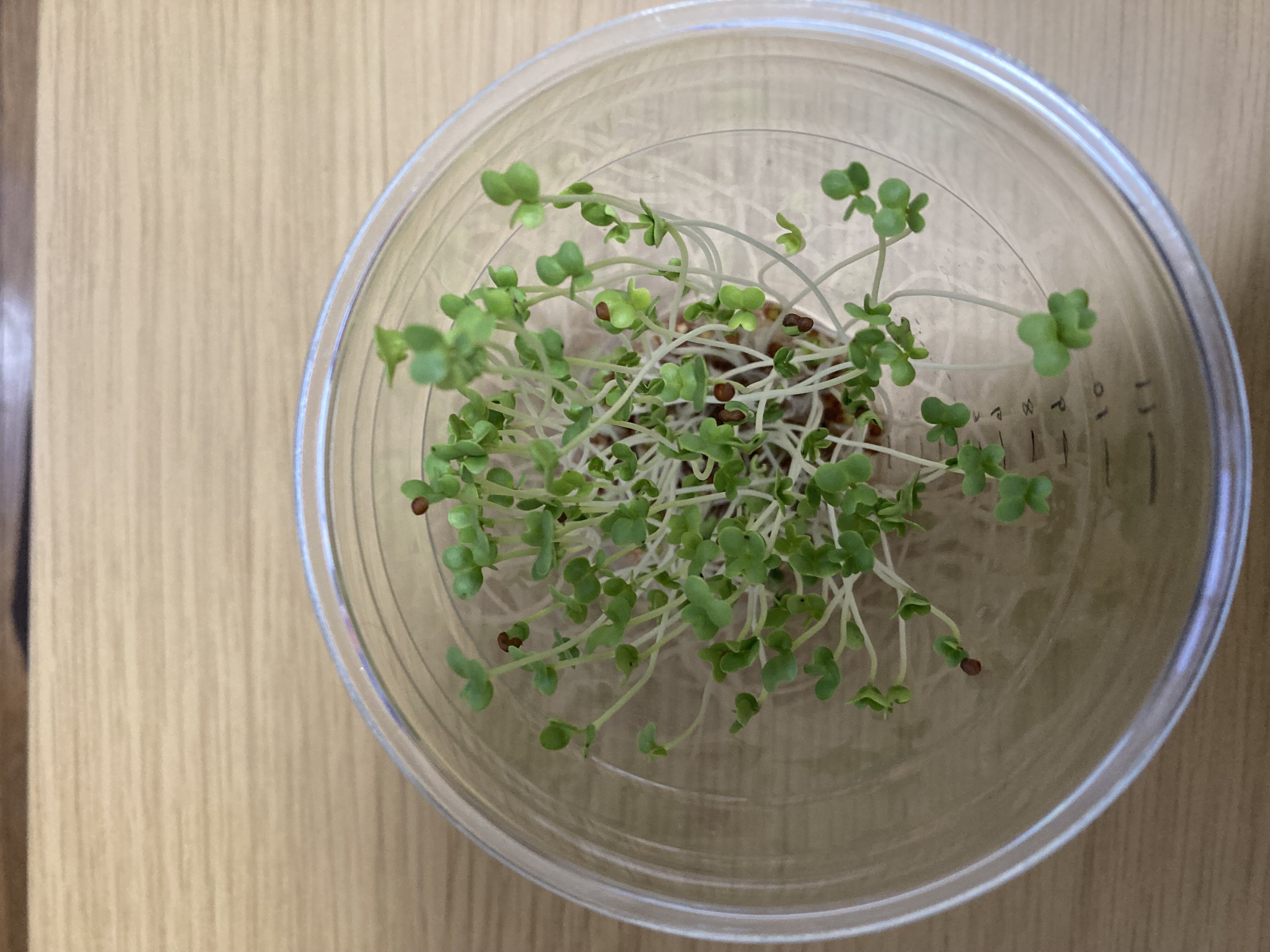 https://www.ige.tohoku.ac.jp/prg/watanabe/as-vegetable2024/2025/01/kaiawre.jpg