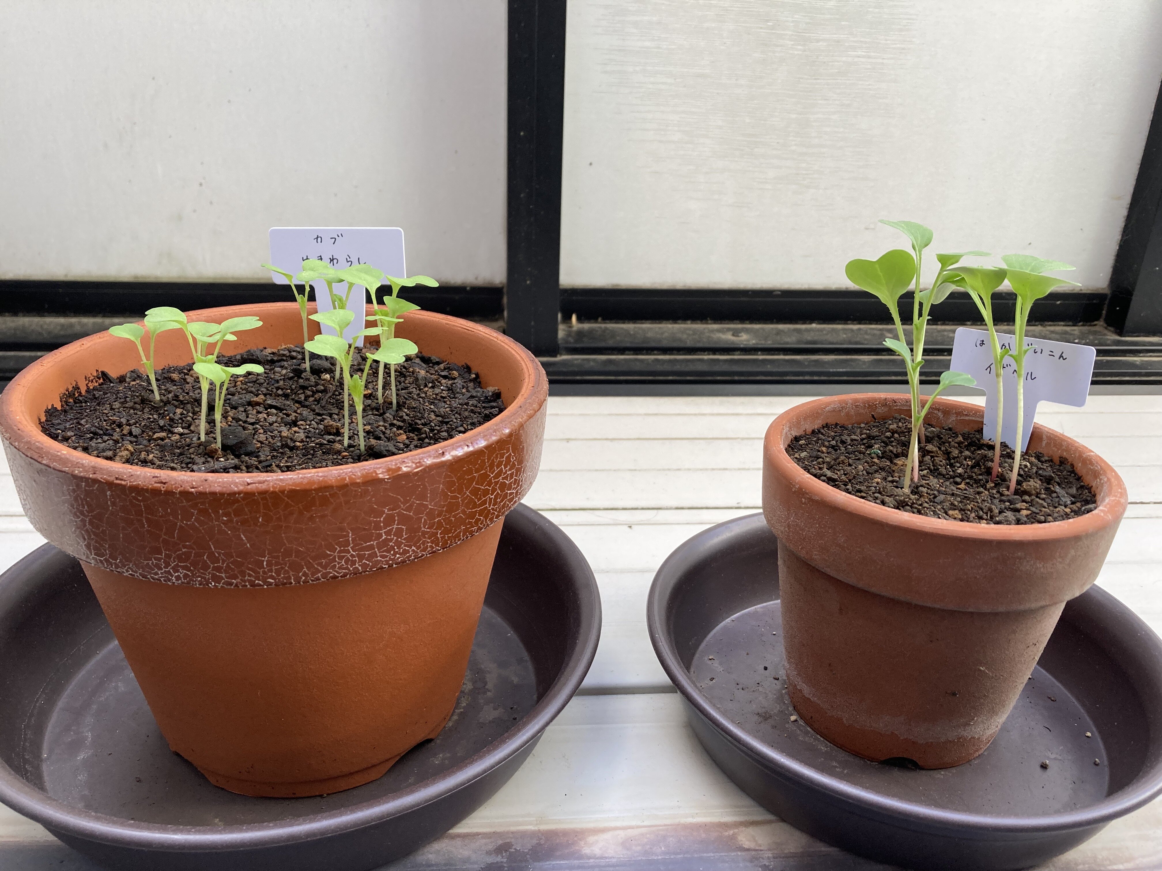 https://www.ige.tohoku.ac.jp/prg/watanabe/as-vegetable2024/2025/01/ko.jpg
