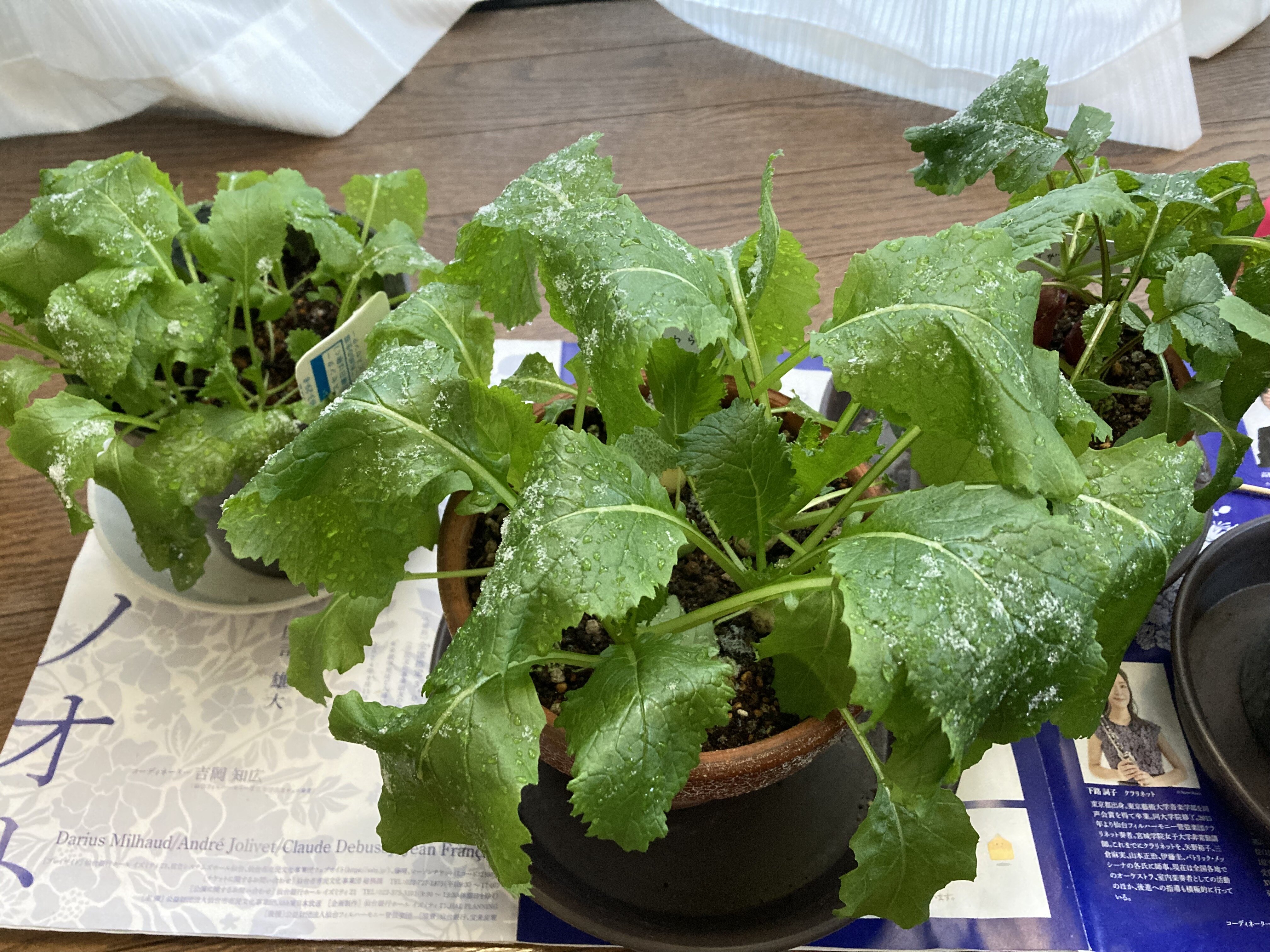 https://www.ige.tohoku.ac.jp/prg/watanabe/as-vegetable2024/2025/01/yuki.jpg