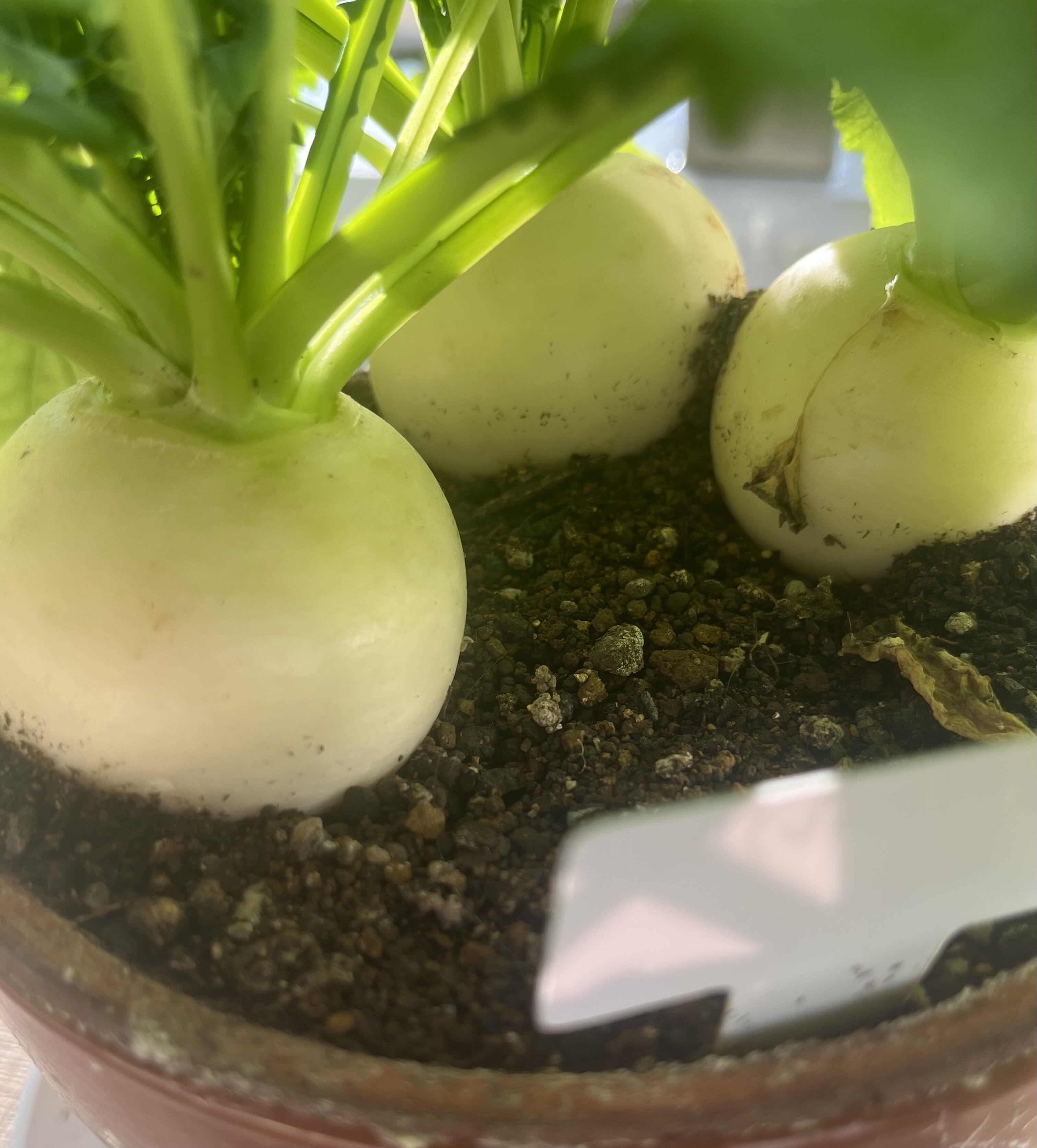 https://www.ige.tohoku.ac.jp/prg/watanabe/as-vegetable2024/2025/03/IMG_8070%201.jpg