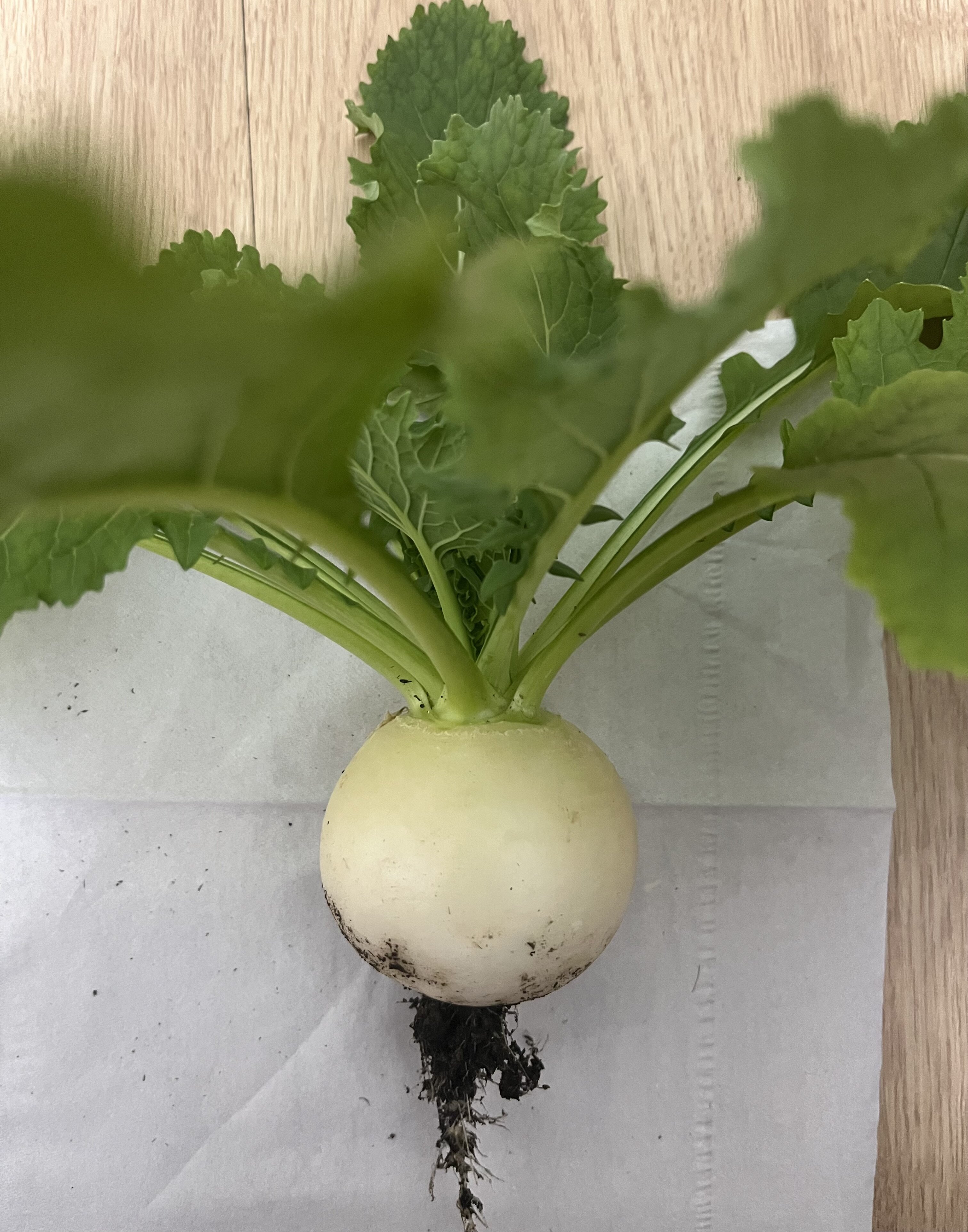 https://www.ige.tohoku.ac.jp/prg/watanabe/as-vegetable2024/2025/03/IMG_8110%201.jpg