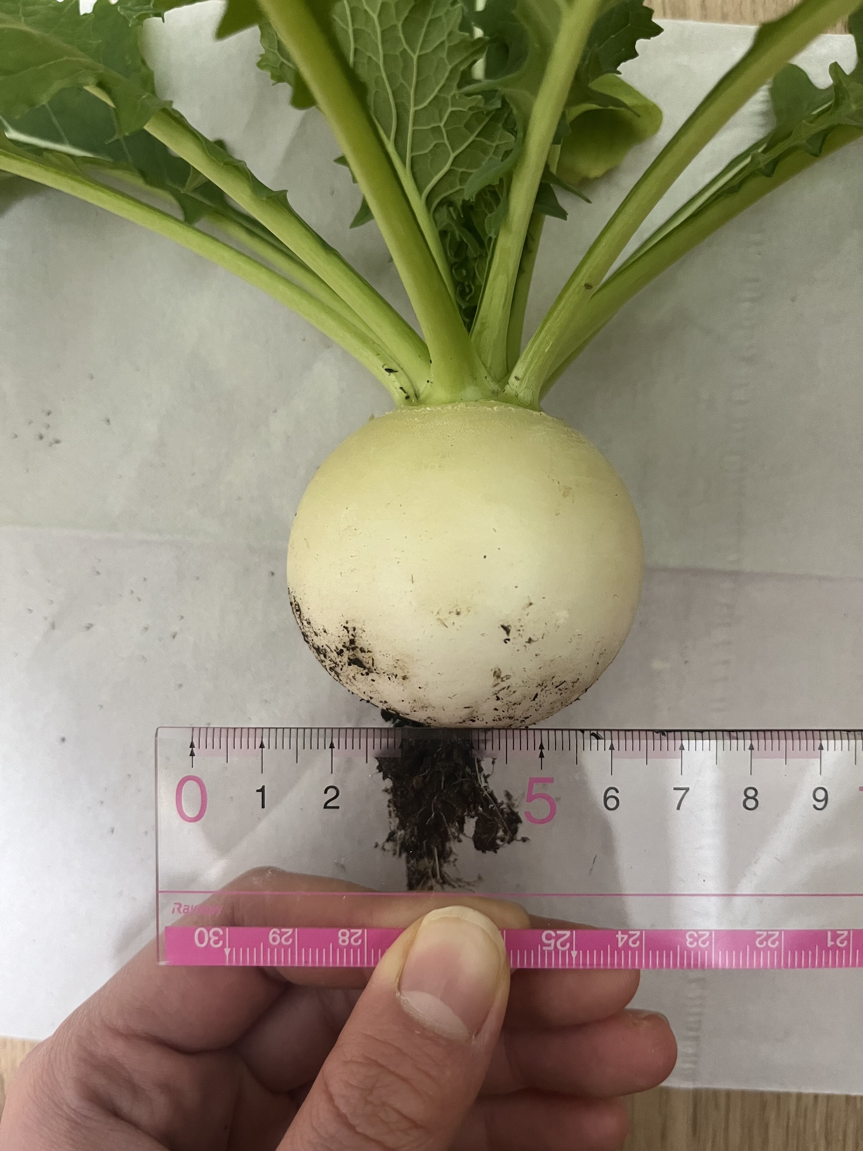 https://www.ige.tohoku.ac.jp/prg/watanabe/as-vegetable2024/2025/03/IMG_8116.jpg