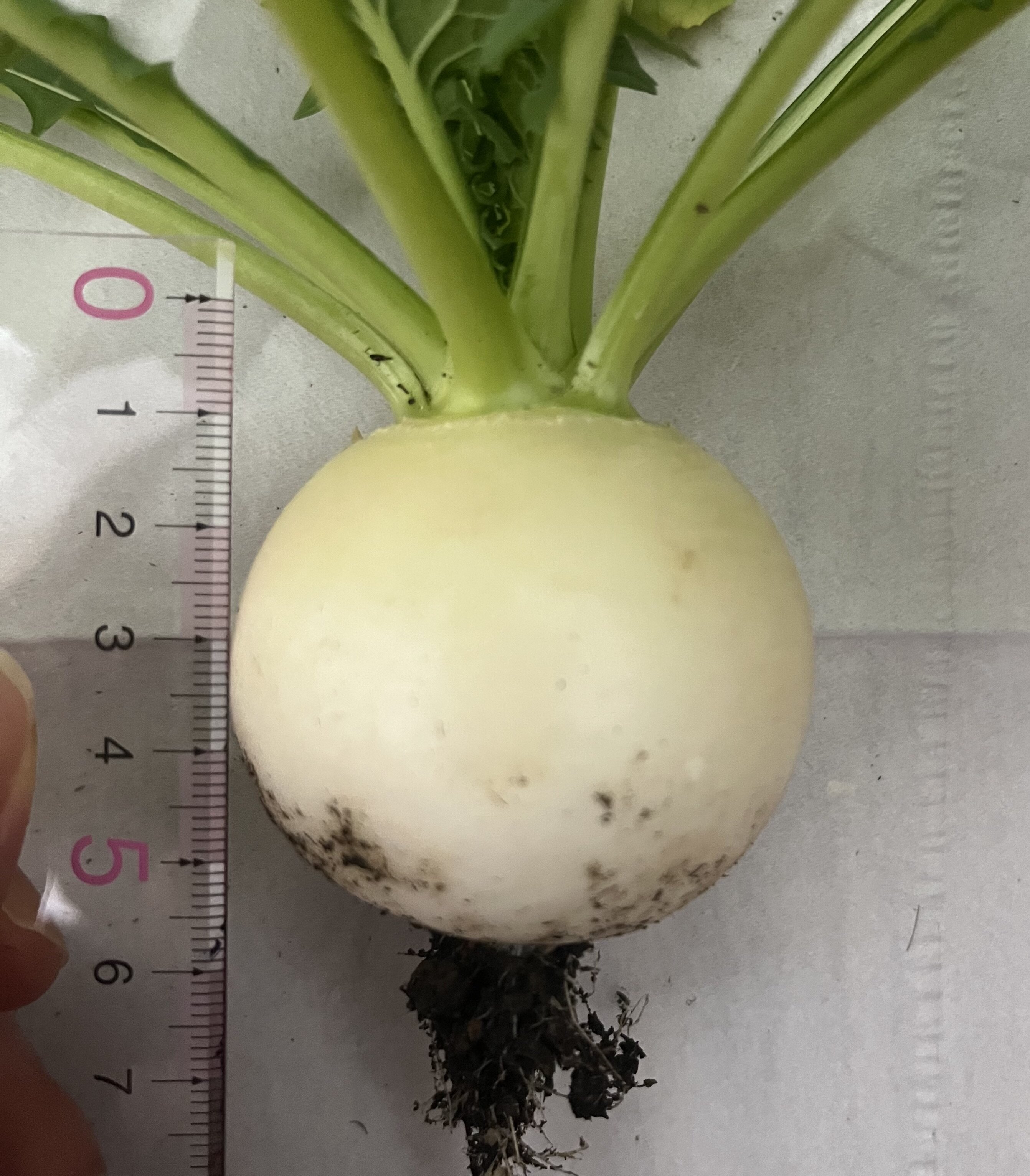 https://www.ige.tohoku.ac.jp/prg/watanabe/as-vegetable2024/2025/03/IMG_8117%201.jpg