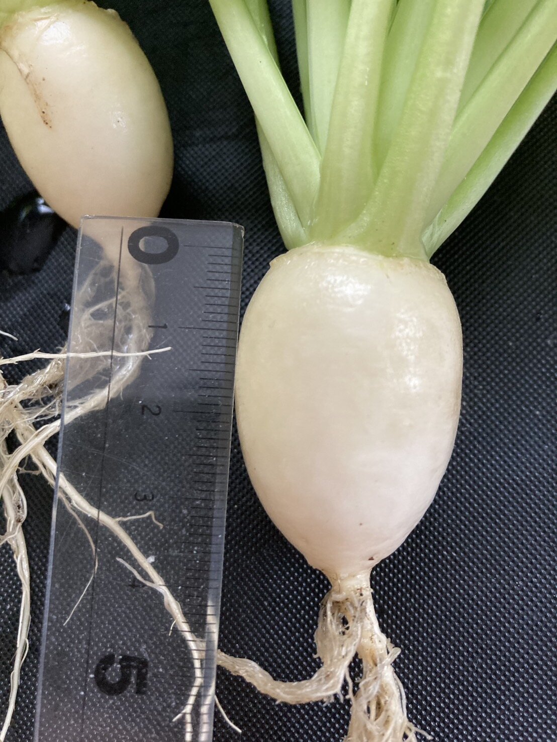 https://www.ige.tohoku.ac.jp/prg/watanabe/as-vegetable2024/2025/04/kabutozyougi.jpg