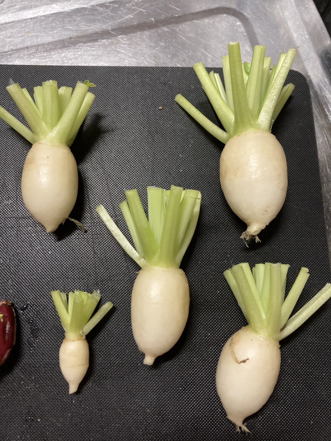 https://www.ige.tohoku.ac.jp/prg/watanabe/as-vegetable2024/2025/04/poten.jpg