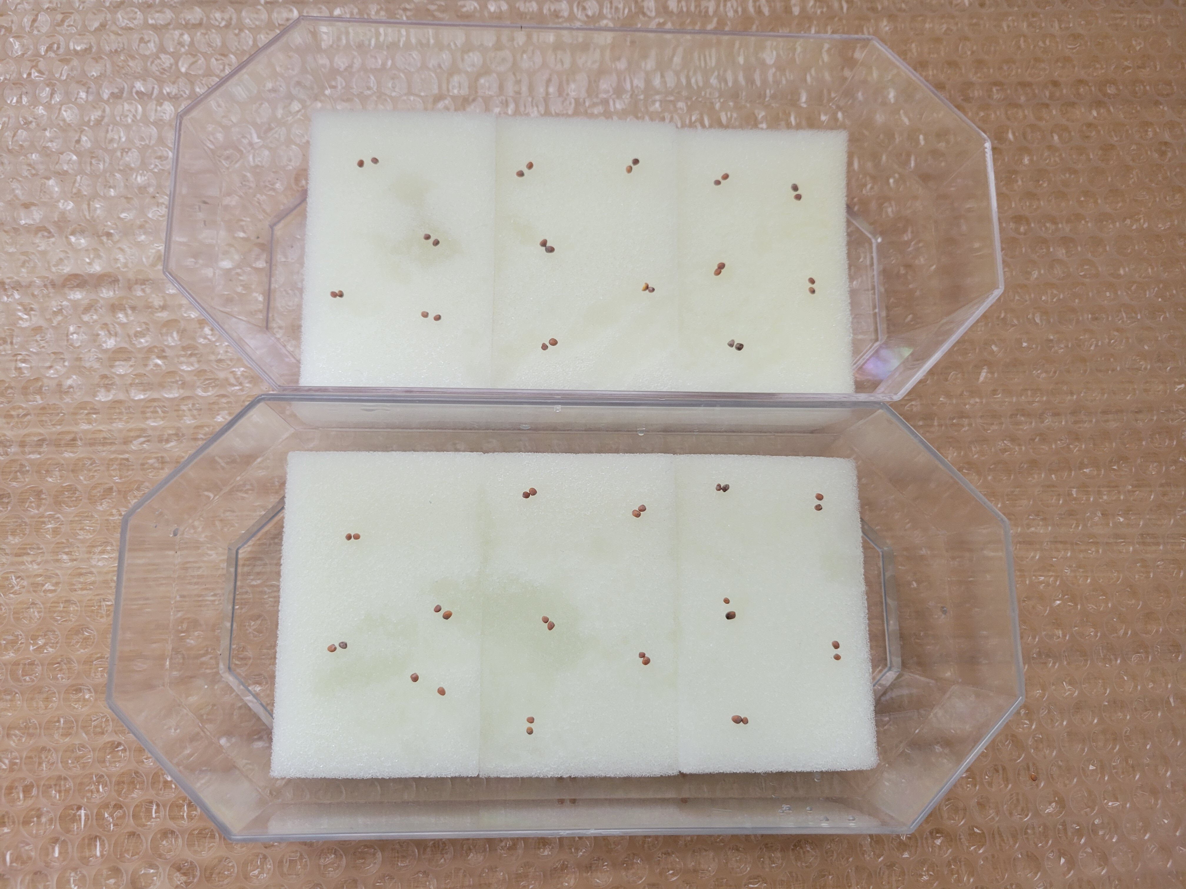 https://www.ige.tohoku.ac.jp/prg/watanabe/as-vegetable2024/2025/05/20250511_112854.jpg