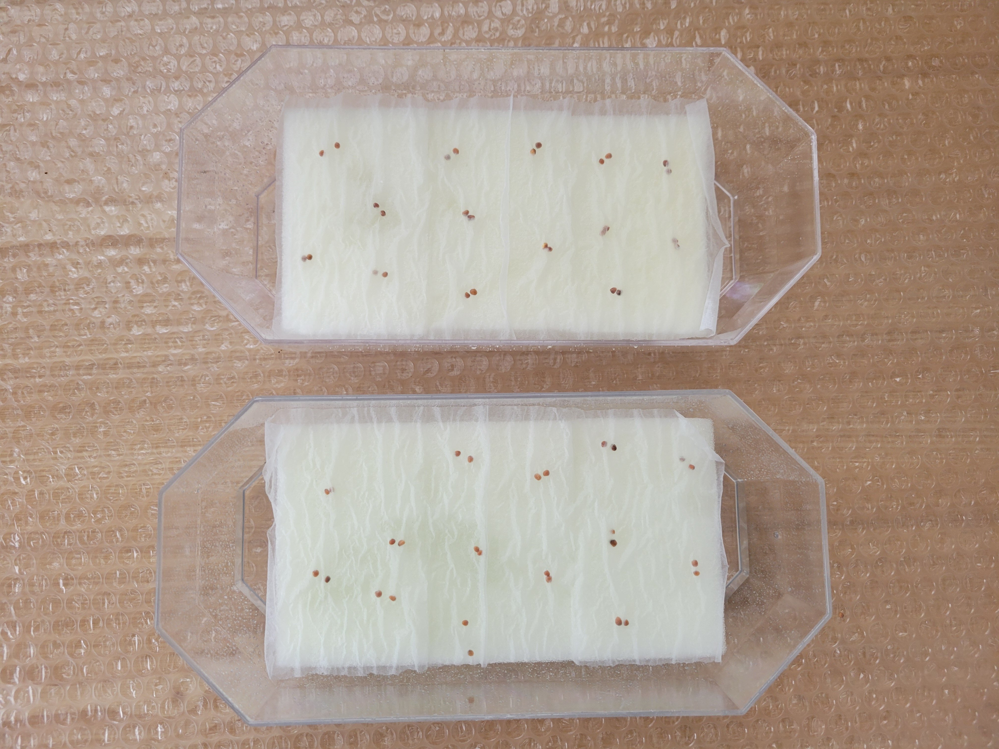 https://www.ige.tohoku.ac.jp/prg/watanabe/as-vegetable2024/2025/05/20250511_113647.jpg
