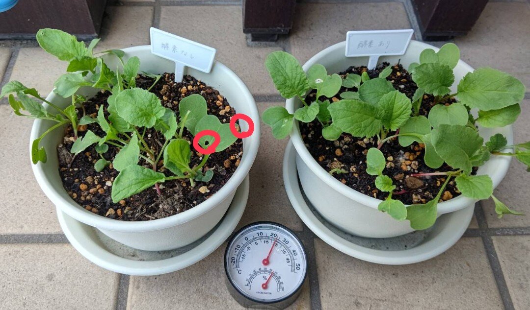 https://www.ige.tohoku.ac.jp/prg/watanabe/as-vegetable2024/2025/06/1749378656728.jpg
