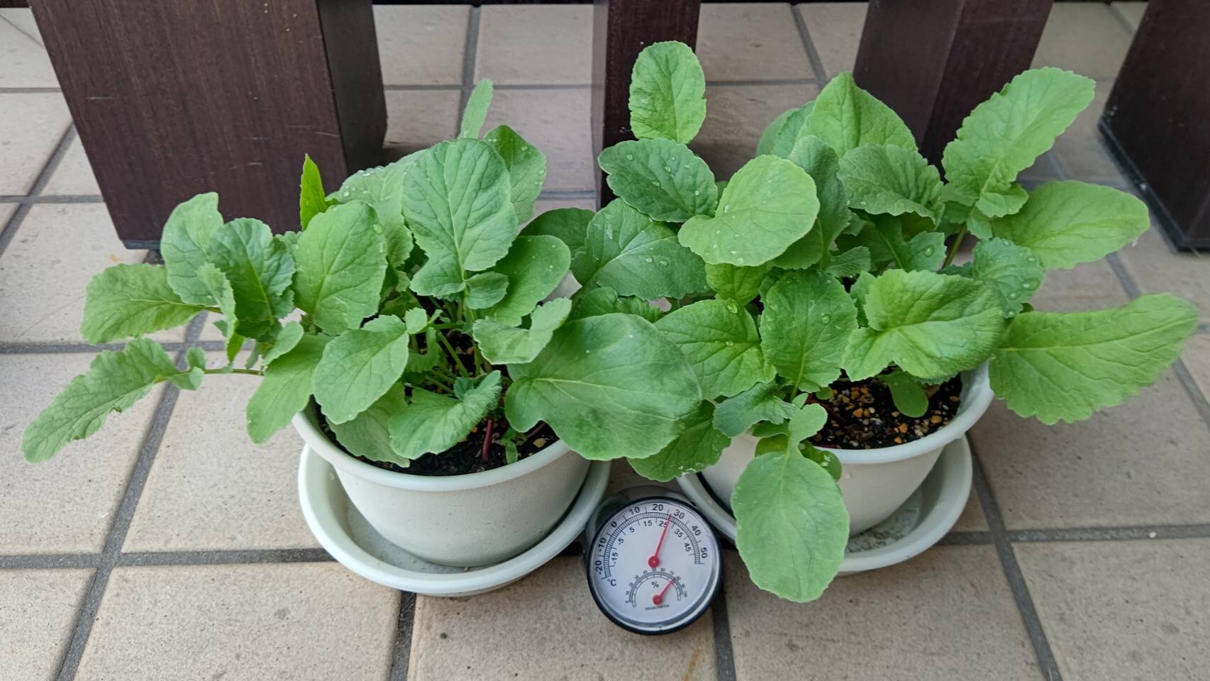 https://www.ige.tohoku.ac.jp/prg/watanabe/as-vegetable2024/2025/06/1749378674135.jpg