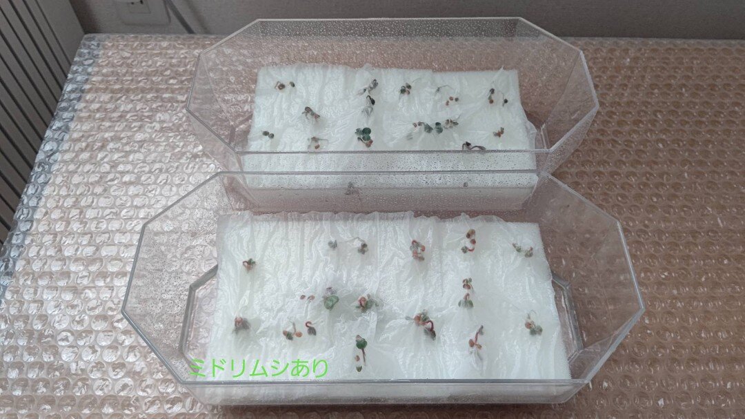 https://www.ige.tohoku.ac.jp/prg/watanabe/as-vegetable2024/2025/06/1749381982847.jpg