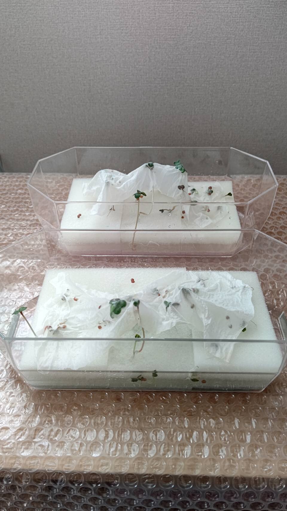 https://www.ige.tohoku.ac.jp/prg/watanabe/as-vegetable2024/2025/06/1749382255857.jpg