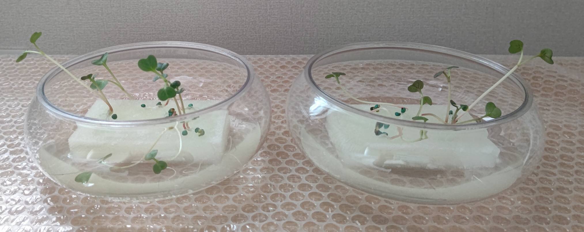 https://www.ige.tohoku.ac.jp/prg/watanabe/as-vegetable2024/2025/06/1749382299692.jpg