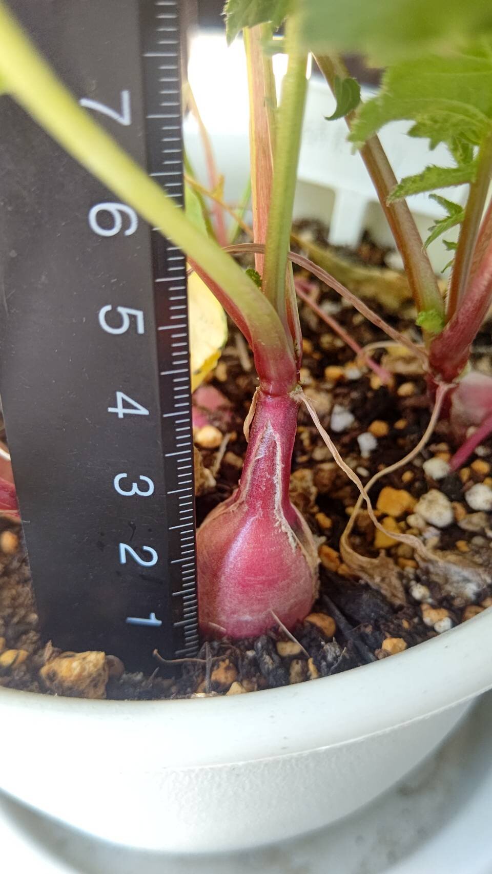 https://www.ige.tohoku.ac.jp/prg/watanabe/as-vegetable2024/2025/07/1000032233.jpg