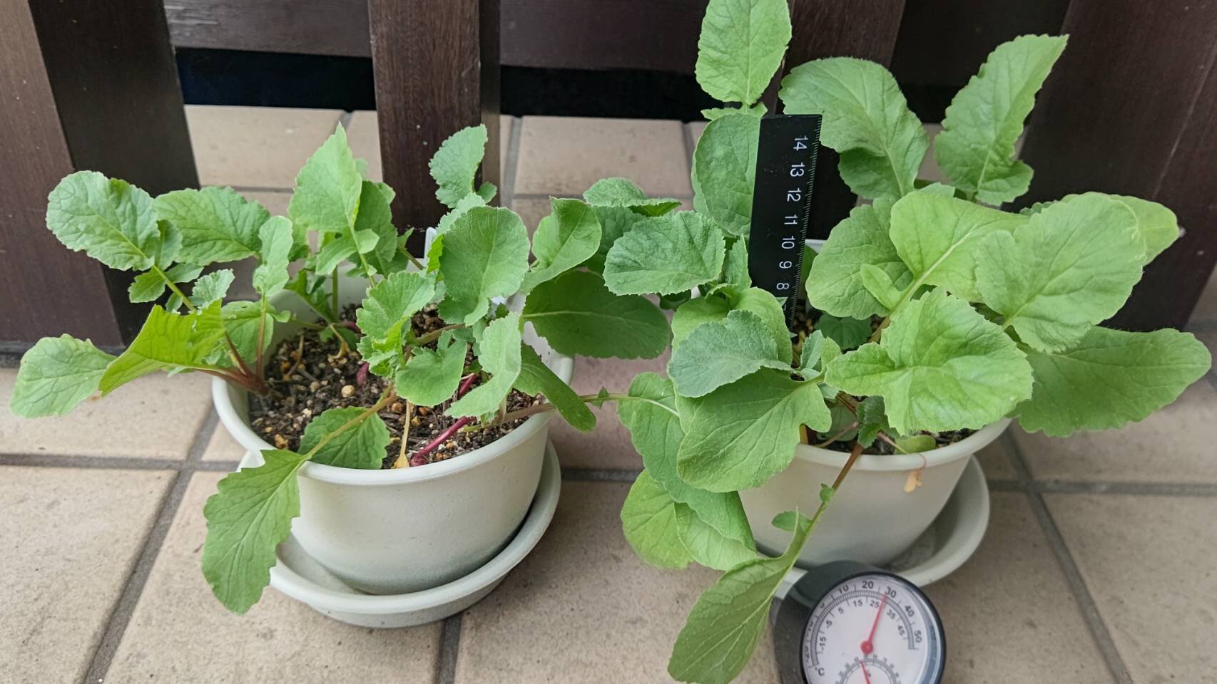 https://www.ige.tohoku.ac.jp/prg/watanabe/as-vegetable2024/2025/07/1751713728755.jpg