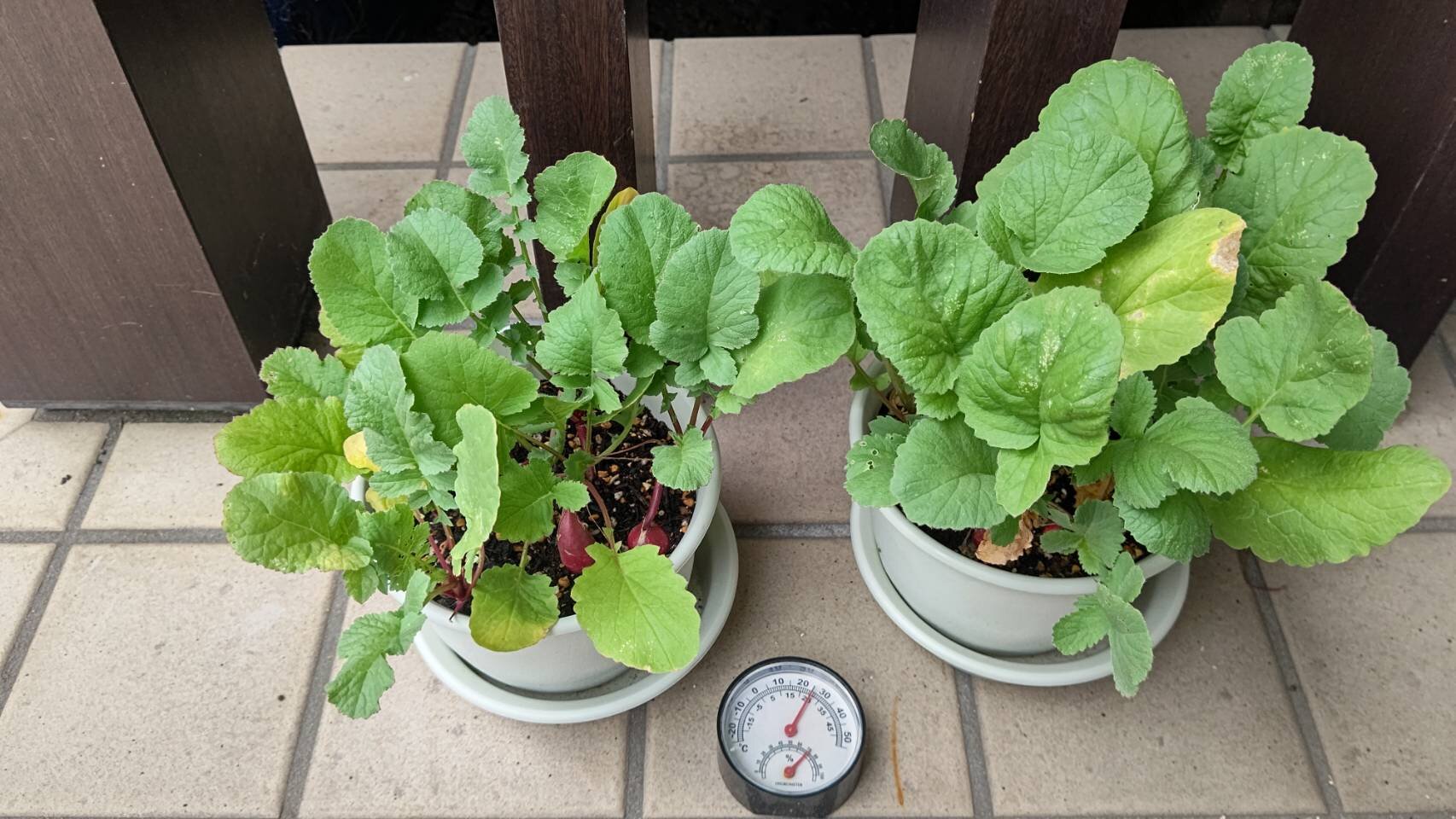 https://www.ige.tohoku.ac.jp/prg/watanabe/as-vegetable2024/2025/07/1751713776500.jpg