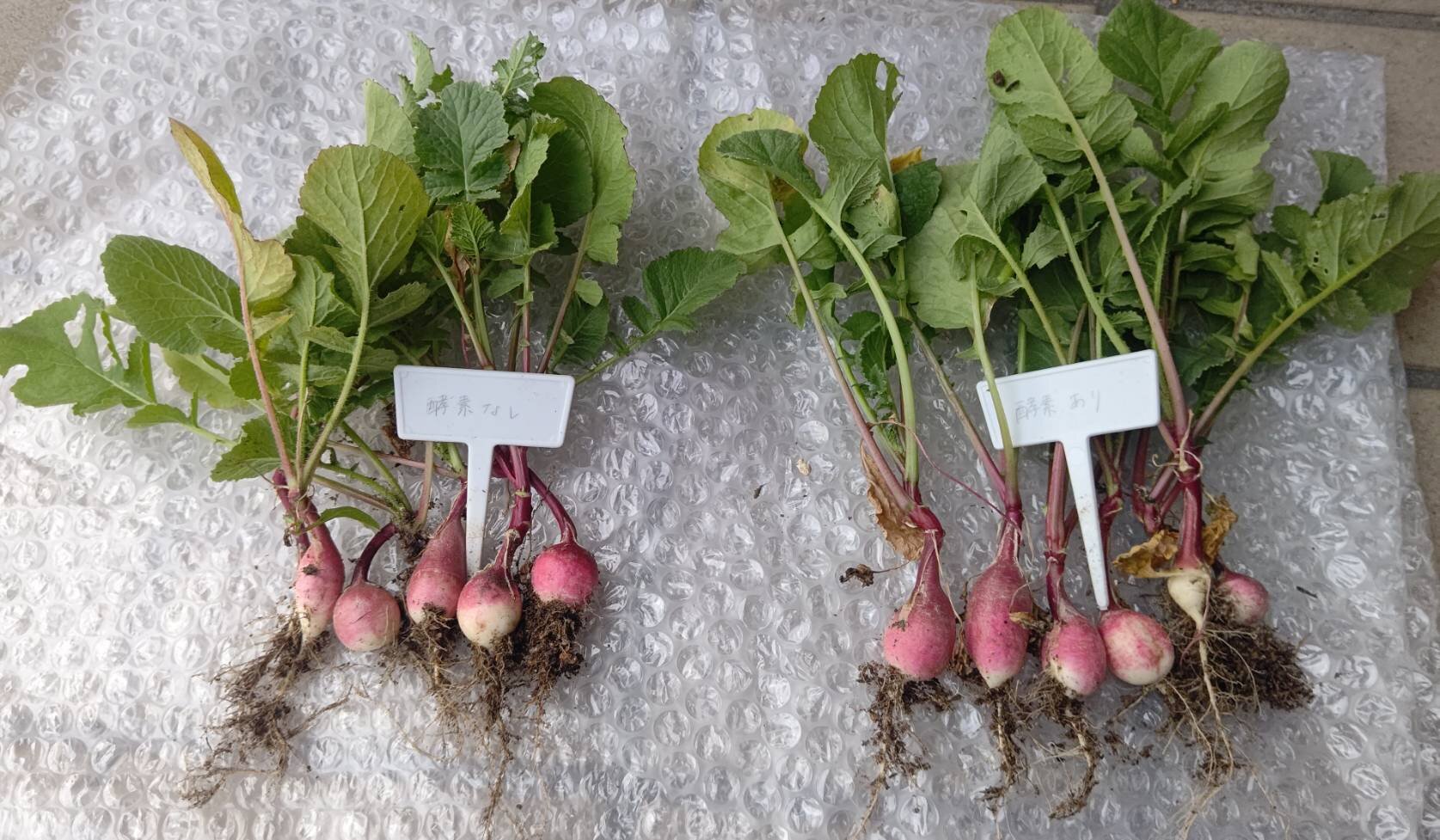 https://www.ige.tohoku.ac.jp/prg/watanabe/as-vegetable2024/2025/07/1751713787909.jpg