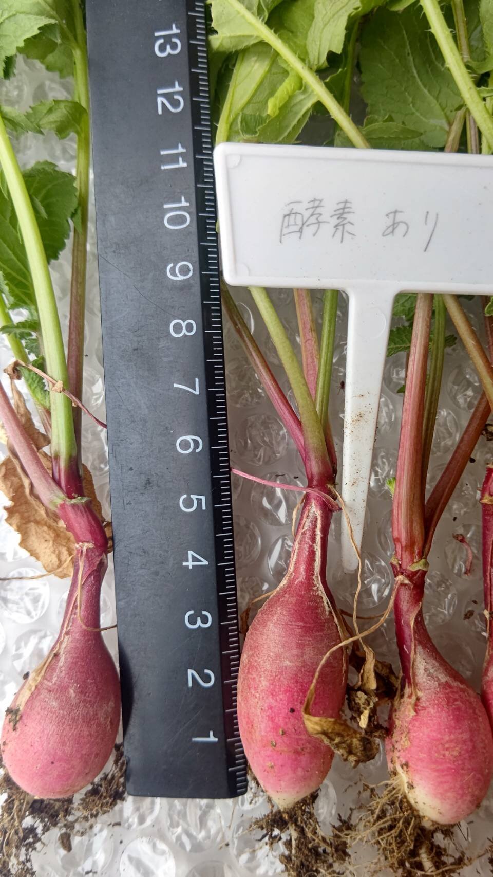 https://www.ige.tohoku.ac.jp/prg/watanabe/as-vegetable2024/2025/07/1751716778456.jpg