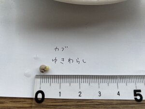たね.jpg