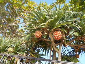 DSCN0299.JPG