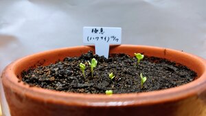 DSC_0957.JPG
