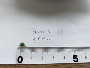 たね２.jpg