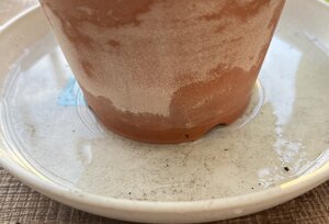 IMG_4549.jpg