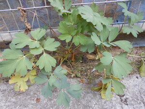 DSCN0308.JPG