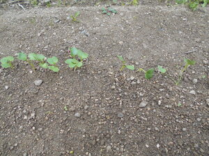 DSCN0749.JPG