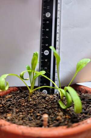 DSC_1068.JPG