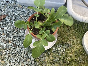 IMG_5731.jpeg