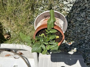 IMG_5771.jpeg