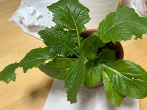 IMG_5870.JPG