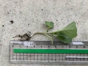 S__40255499.jpg