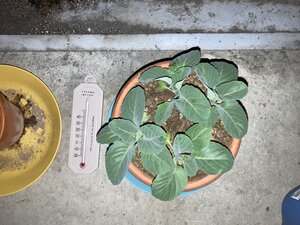 S__40583181.jpg