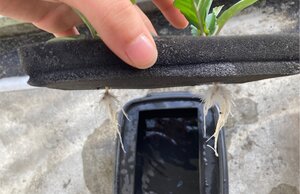 S__40583184.jpg