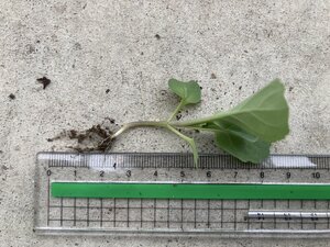 S__40583185.jpg