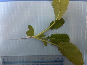 IMG_4834.jpg