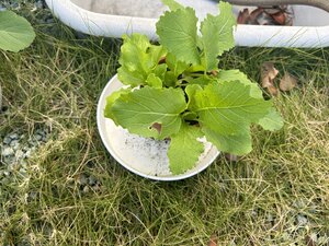 IMG_5732.jpeg
