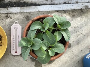 S__40583178.jpg