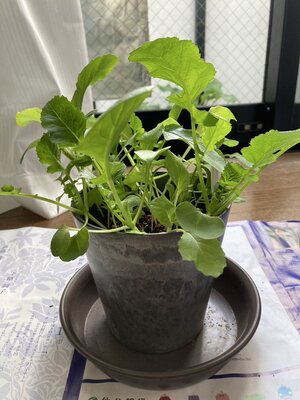 間引き後み.jpg